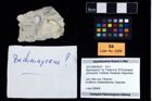 Foto (Objekt + Etikett) von Bachmayerus ? sp. (Fraaije et al., 2019)  (NHMW-GEO-2017-0093-0016)